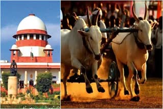 SC on bullock cart race in maharashtra