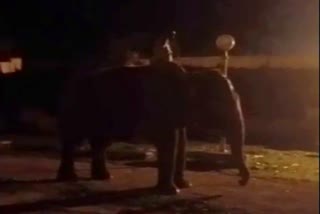 four elephants relocated to Gujarat from Mysore