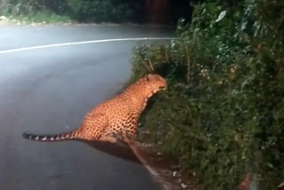 കേരള-കര്‍ണാടക ഹൈവേയില്‍ പുള്ളിപ്പുലി  Leopard in Kerala Karnataka National high way  പുള്ളിപ്പുലി മാനിനെ പിടിക്കുന്ന വീഡിയോ  കൊണ്ടക്കൂരിയെ പിടികൂടി പുള്ളിപ്പുലി