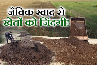 farmers-used-organic-manure-vermicompost-khad-for-cultivation-in-sahibganj