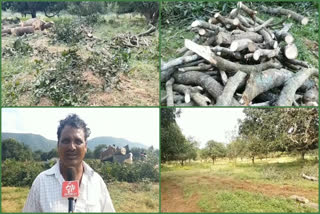 MANGO TREES CUTTING