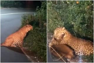 LEOPARD HUNTED FOUR HORNED ANTELOPE VIRAL VIDEO