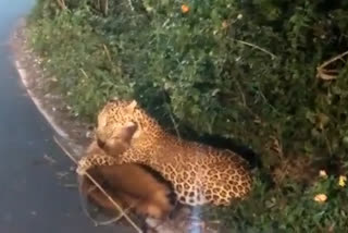 Leopard hunting Kondukuri near highway