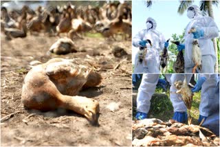 Bird Flu Fear Kerala  Inspection Of Animal Husbandry Department  killing birds in affected areas  പക്ഷിപ്പനി ഭീതി  മൃഗ സംരക്ഷണ വകുപ്പിന്‍റെ നേതൃത്വത്തിൽ പരിശോധന