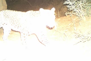 panther cub in Smriti Van