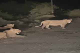 Gir Lion Migration: ગોંડલ-જેતપુર પંથકમાં પહોંચી ગયેલા ગીરના સિંહોને પાંજરે પુરાતા વન વિભાગ