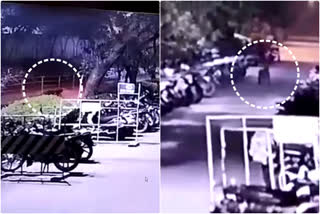 Guldar caught in CCTV camera