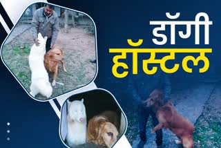 Dog Hostel In Patna