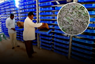 Silkworm cultivation