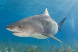 Proteins from Shark antibodies may help prevent COVID-19