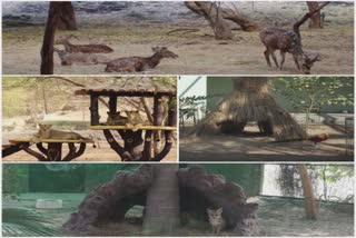 Winter in Gujarat:રાજકોટમાં ઝૂના પ્રાણી-પક્ષીઓ માટે શીયાળાની ઠંડીથી રક્ષણ મેળવવાની વ્યવસ્થા કરવામાં આવી
