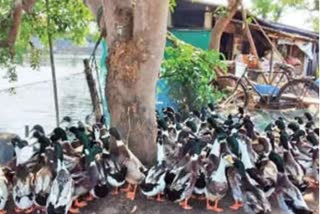 Bird flu spreading in Kerala, farmers in a limbo