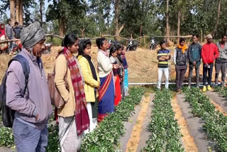 strawberry-cultivation-in-hazaribag-farmers-getting-training