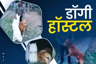 Dog Hostel In Patna