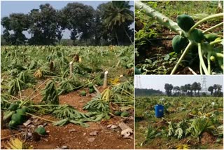 Nut and papaya trees are destroyed by perpetrators