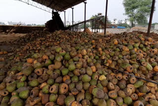 Coconut Business