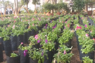 Ahmedabad Flower Show 2022: ભીડ ઘટાડવા ટિકિટના દર વધશે, 900 પ્રકારના 7 લાખ રોપાઓ જોવા મળશે