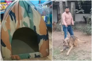 Dog Hostel In Patna