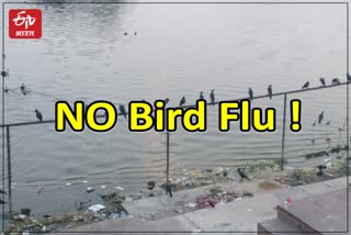 Bird Flu in Rajasthan