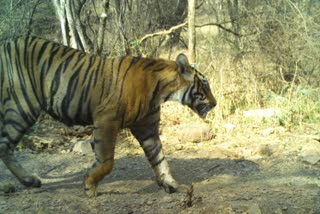 Ranthambore National Park