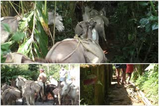 No transportation to mannakkudi  mannakkudi locals are in distress  മന്നാക്കുടിയിലെ ആദിവാസികള്‍ ദുരിതത്തില്‍  ഇടുക്കി ഇന്നത്തെ വാര്‍ത്തകള്‍  നിര്‍മാണ സാമഗ്രികള്‍ കഴുതപ്പുറത്ത് എത്തിച്ച് മന്നാക്കുടിക്കാര്‍