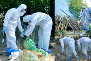 പക്ഷിപ്പനി: 31371 താറാവുകളെ നശിപ്പിച്ചു  bird flue in kerala  ducks culled  പക്ഷിപ്പനി  കോട്ടയം ജില്ലയിലെ താറാവുകളെ കൊന്നു