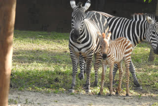 Zebra Prachi gives birth, Zebra Prachi gives birth to female foal, Zebra Prachi gives birth at Mysuru Zoo, Mysuru Zoo news, ಪ್ರಾಚಿ ಜೀಬ್ರಾಗೆ ಮರಿ ಜನನ, ಪ್ರಾಚಿ ಜೀಬ್ರಾಗೆ ಹೆಣ್ಣು ಮರಿ ಜನನ, ಮೈಸೂರು ಜೂನಲ್ಲಿ ಮರಿಗೆ ಜನ್ಮ ನೀಡಿದ ಪ್ರಾಚಿ ಜೀಬ್ರಾ, ಮೈಸೂರು ಮೃಗಾಲಯ ಸುದ್ದಿ,