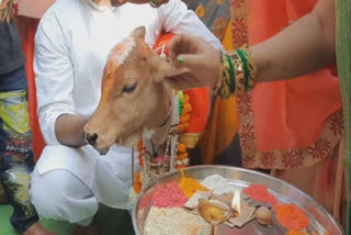 A grandeur naming ceremony of a calf