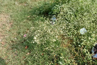 Deadly Parthenium Weeds
