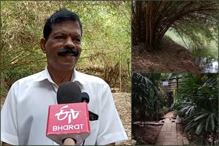 environmental protection  protects iruvazhinji river bank  kerala flood related news  kozhikode dhamodharan nature lover story  plants bamboo on river banks  prakrithi mitra award  കോഴിക്കോട്‌ ദാമോദരന്‍ സ്റ്റോറി  പ്രകൃതി സംരക്ഷണം വാര്‍ത്തകള്‍  ഇരുവഴിഞ്ഞി പുഴയുടെ തീരം  കോരളത്തില്‍ പ്രളയം  കോഴിക്കോട്‌ പ്രകൃതി സ്‌നേഹി  kozhikode latest news