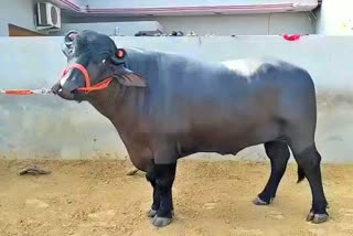 panipat bull badal