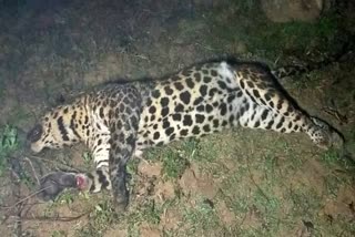 Leopard death: ଜଙ୍ଗଲରୁ ମିଳିଲା କଲରାପତରିଆ ବାଘର ମୃତଦେହ