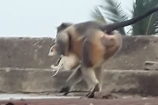 Monkey killed puppies