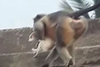 Revengeful Monkeys Allegedly Kill 250 Dogs in Maharashtra's village