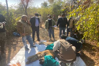 Tiger treatment in Sariska