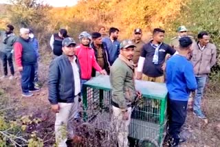 Leopard trapped in trap of hunters in forest of Santau