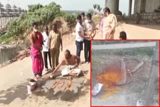 Snake dead in Vijayawada durgamma temple