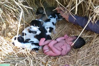 street-dogs-guard-newborn-baby