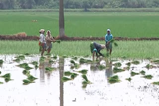 Paddy Cultivation in jagtial