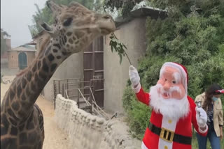 Lima zoo animals celebrate Christmas