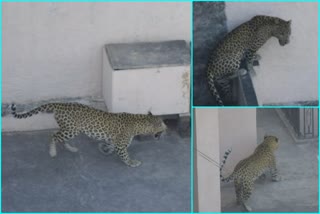 Panther Caught At Jaipur