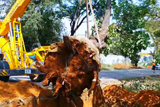 tree transplantation and relocating in shadnagar part of road widening