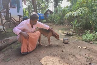 tiger attack in malappuram nilambur  നിലമ്പൂരില്‍ കടുവയുടെ ആക്രമണം  കടുവ വളര്‍ത്ത് നായയെ ആക്രമിച്ചു  tiger attacked dogs in nilambur