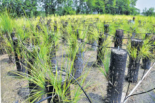 guntur-old-farmer-cultivated-vattiveru-without-soil