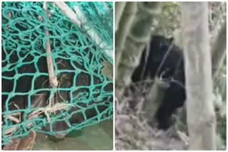 Bear rescued in jalpaiguri