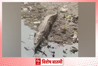 crocodile spotted nag river nagpur