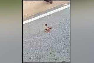 Snake found in middle of road at Chamarajanagar