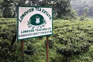 Tea Garden Reopen