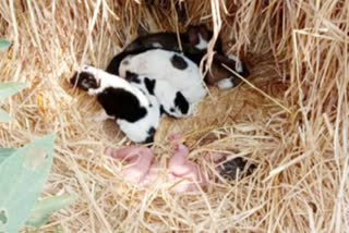 baby with dogs in mungeli