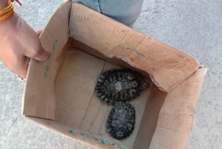 turtle smuggling in indore